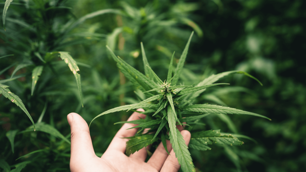 grow marijuana outdoor