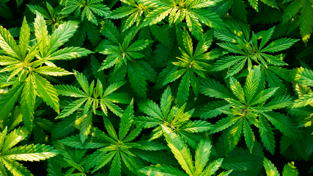 green marijuana plants