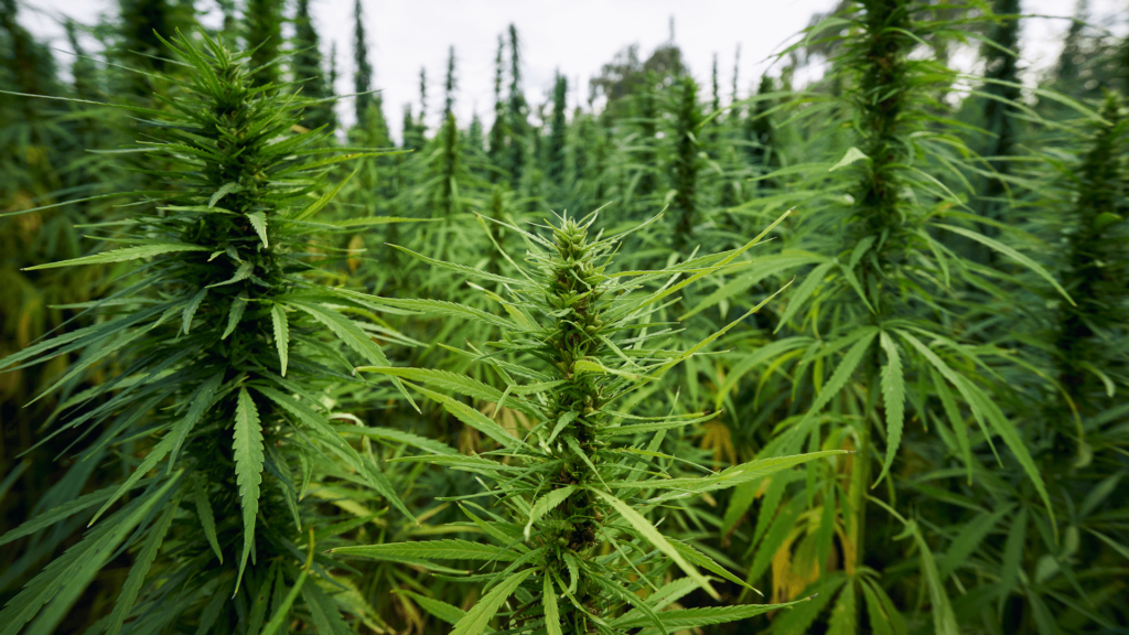 cannabis plant main image 